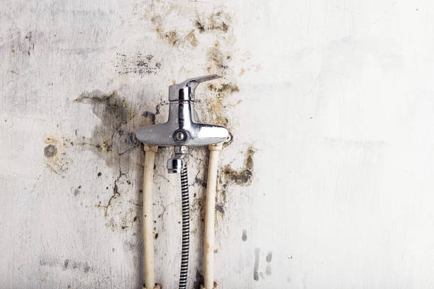 Best Mold Removal Company Near Me  in University Park, TX