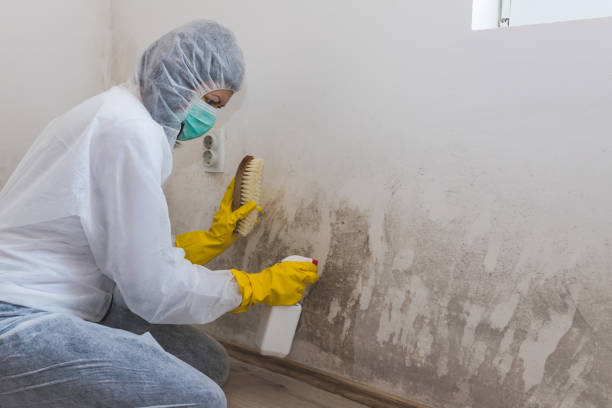 Best Certified Mold Removal  in University Park, TX