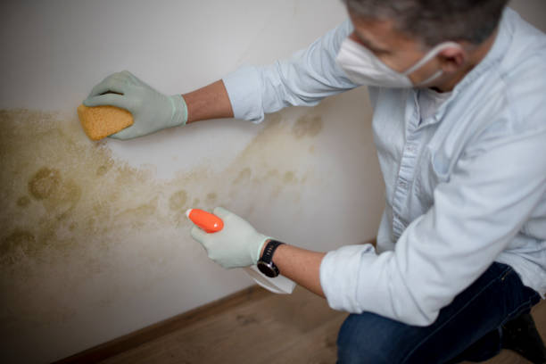 Best Professional Mold Removal  in University Park, TX