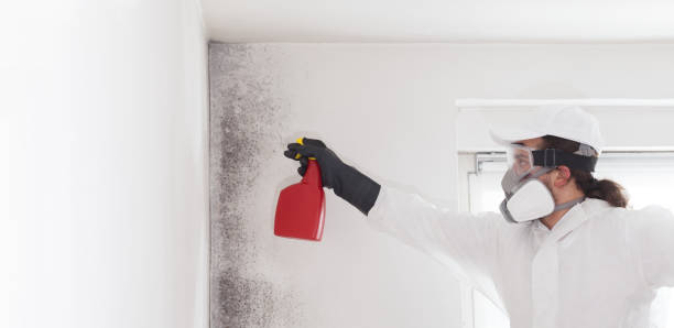 Best Fast Mold Removal  in University Park, TX