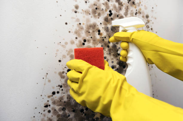 Best Mold Testing and Removal  in University Park, TX