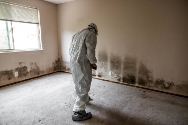 Office Mold Removal Services in University Park, TX