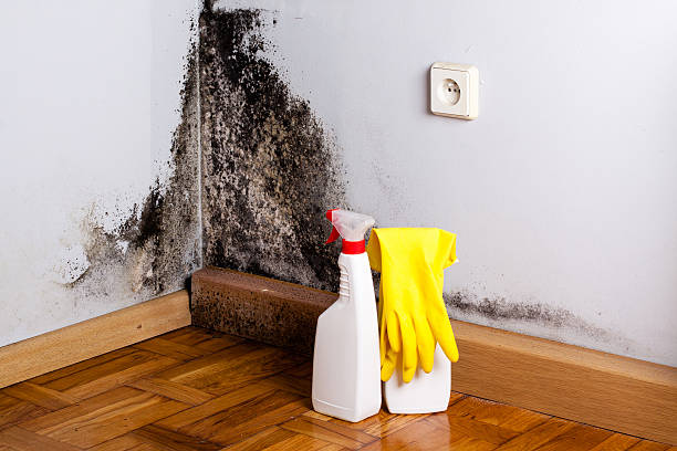 Certified Mold Removal in University Park, TX