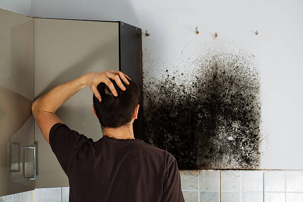 Best Commercial Mold Removal  in University Park, TX