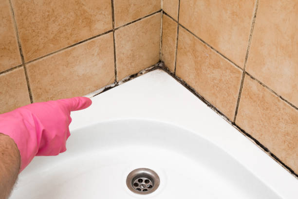 Best Black Mold Removal  in University Park, TX